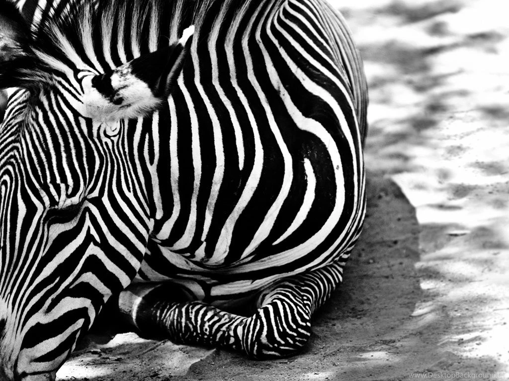 Trololo Blogg: Zebra Print Wallpapers For Ipod