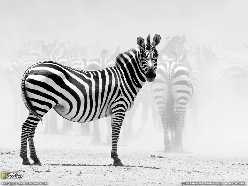 Zebra Wallpapers
