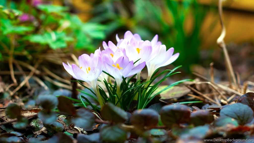 Spring Flowers Wallpapers