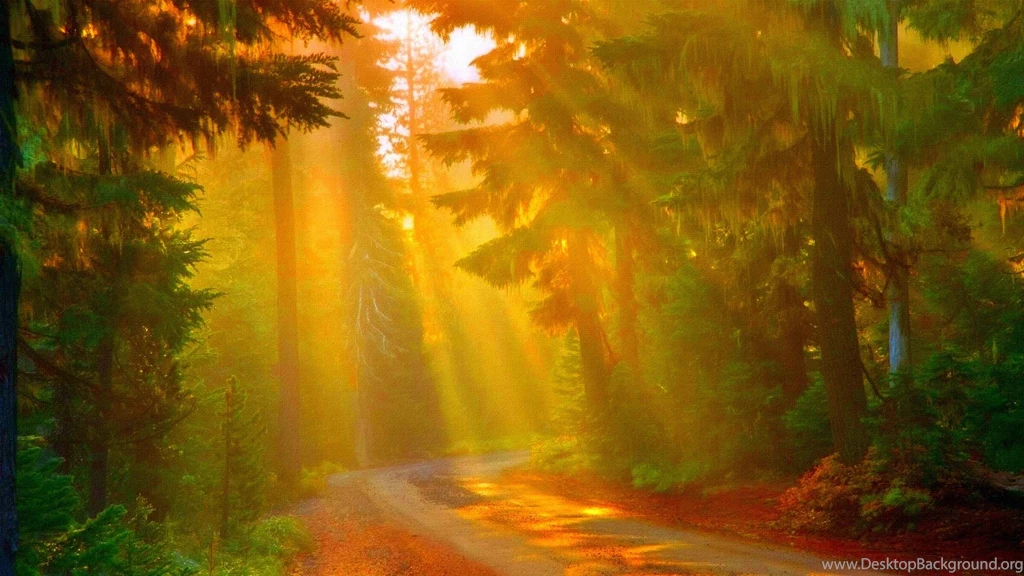 Sunny Day In The Forest (