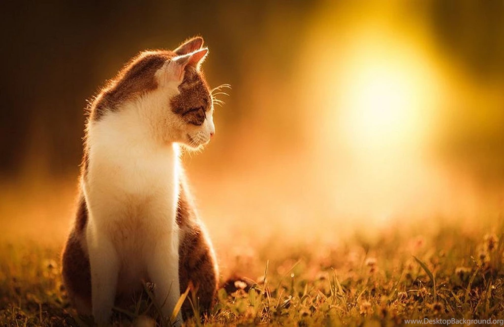 Sunny Day (