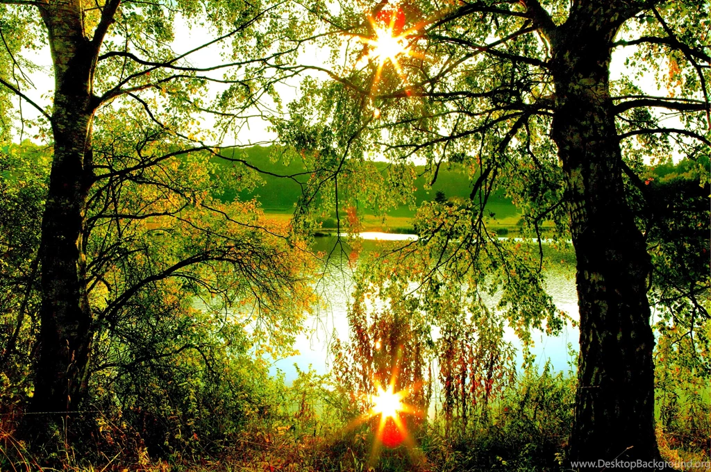 Sunny Day (
