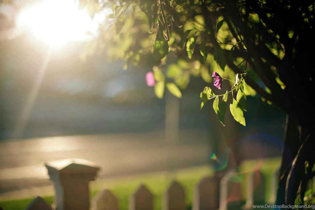 Sunny Day (