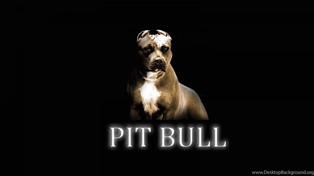 Wallpapers Pit Bul Bull Animal 1920x1080