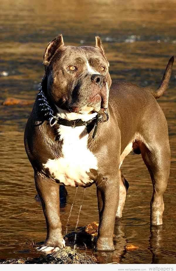 Download Free Wallpapers: Pitbull