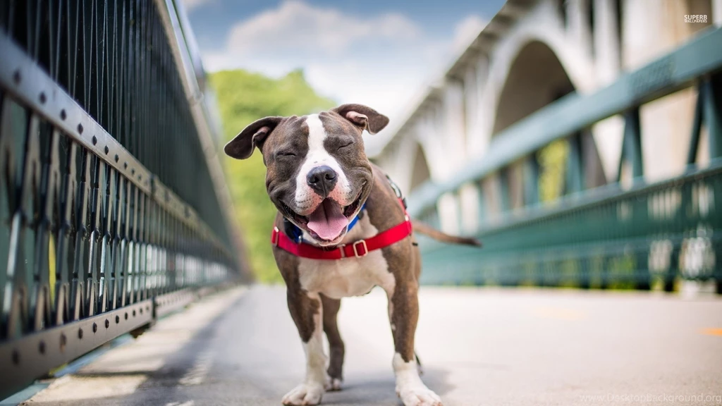 Pitbull Wallpapers