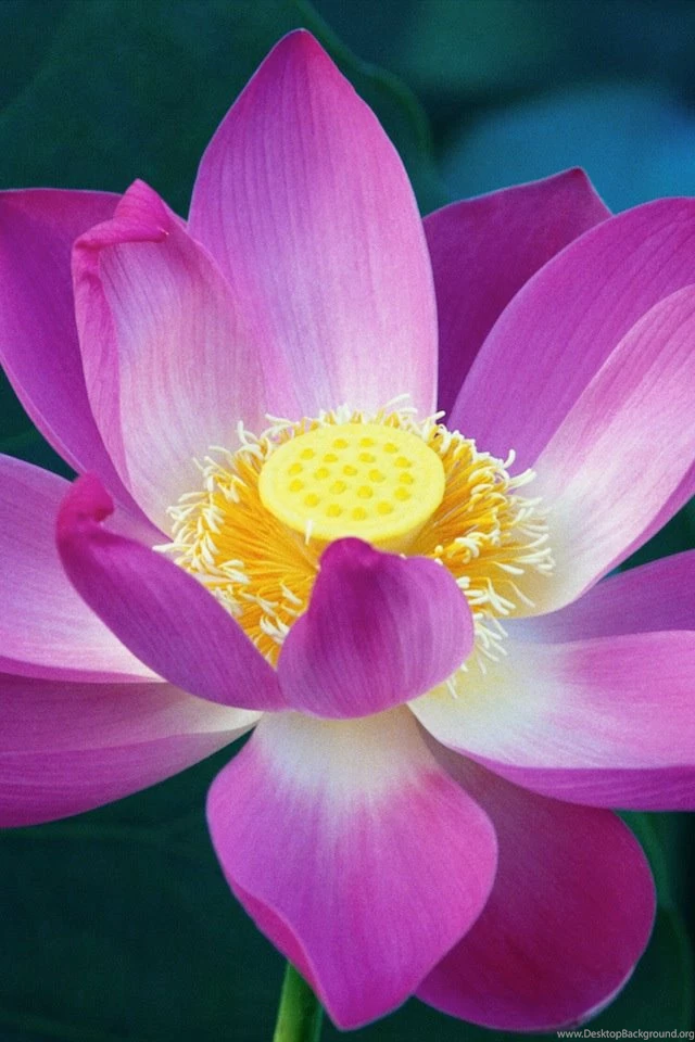 Pretty Wallpapers For Iphone 770 Ipadwallpaperonline