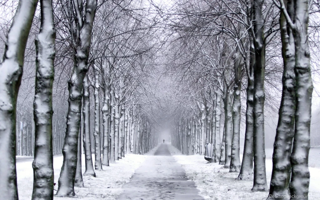 Trees Park Winter Snow Trail Wallpapers