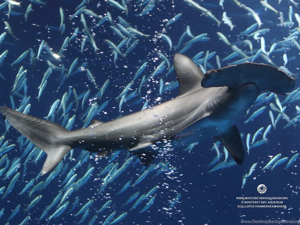Monterey Bay Aquarium — Need To Spice Up The Desktop Of That New ...