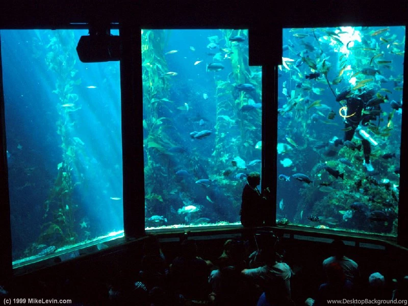 Mike Levin's Photo Gallery   800x600 Wallpapers 5