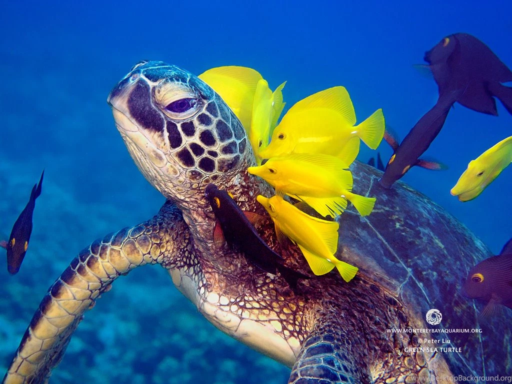 Mashababko: Wallpapers Hd Aquarium