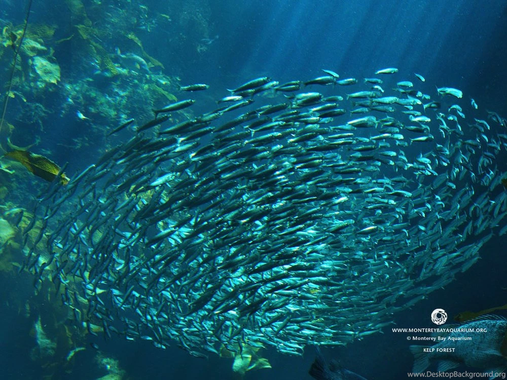 Geodes Wallpapers By Flat Vernacular — Sarah Coombs Design