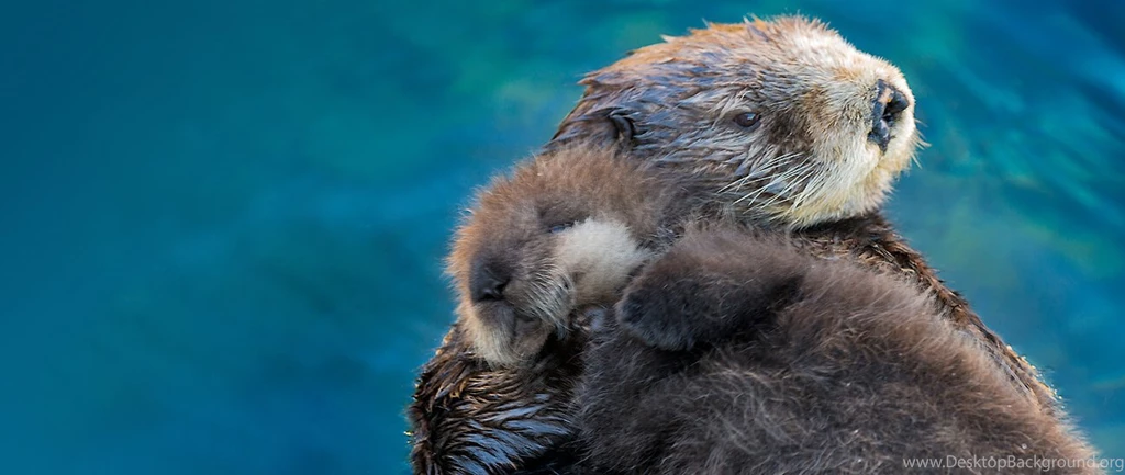 Monterey Bay Aquarium – Official Site