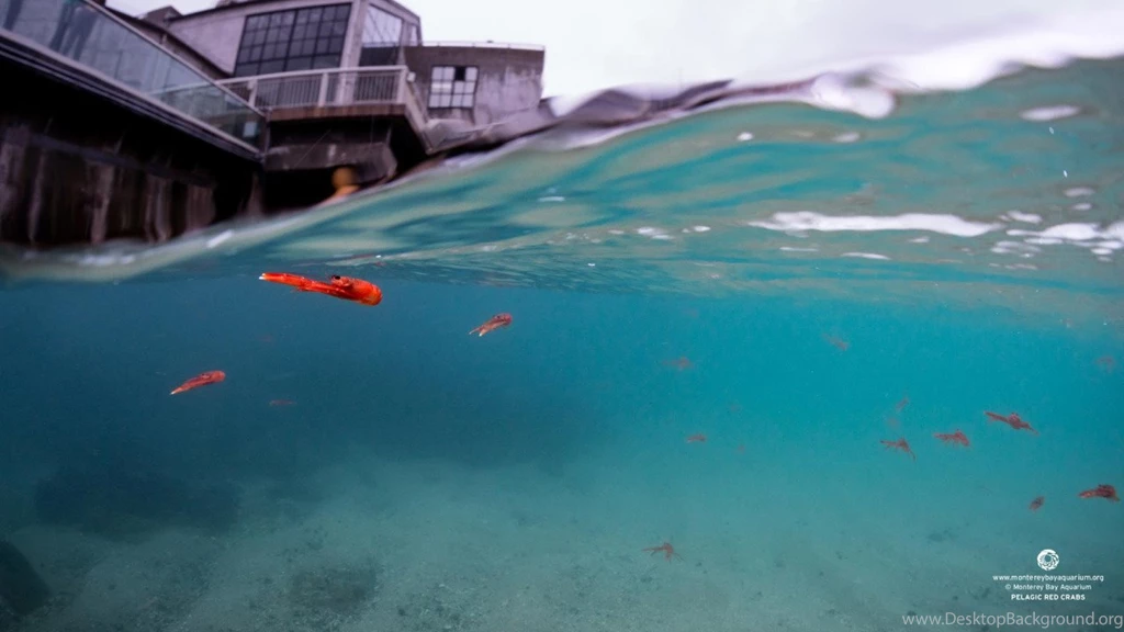 Monterey Bay Aquarium — Pelagic Red Crabs Are A Rare Sight In ...