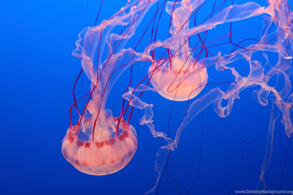 Pink Jellyfish Wallpaper, Animals / Recent: Pink Jellyfish ...