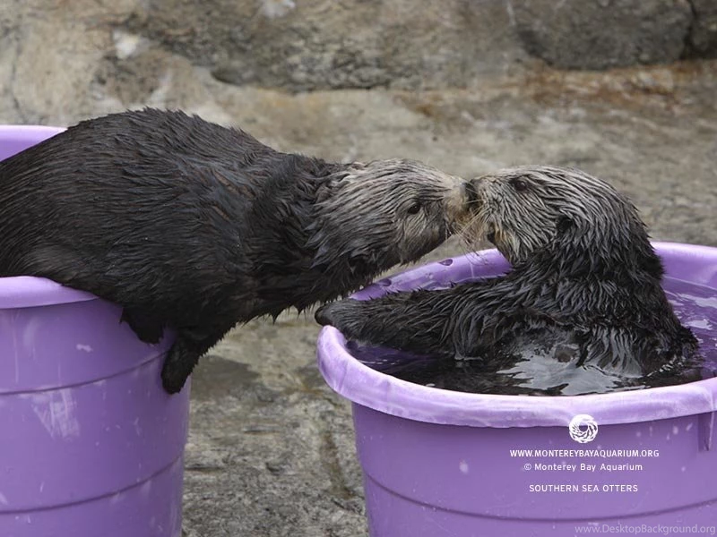 Monterey Bay Aquarium Wallpapers ~ Christine O'Donnell
