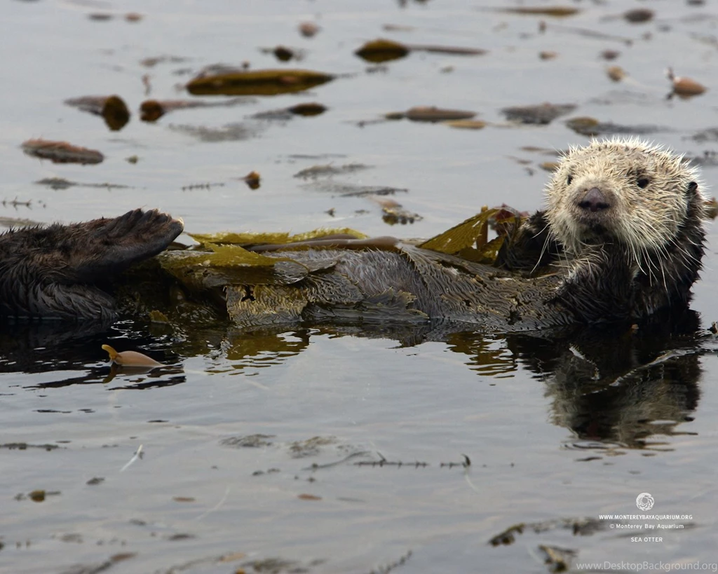 Monterey Bay Aquarium Wallpapers   132813