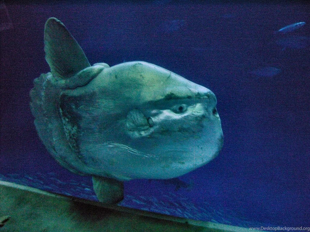 File:Mola Mola Ocean Sunfish Monterey Bay Aquarium 1.jpg ...