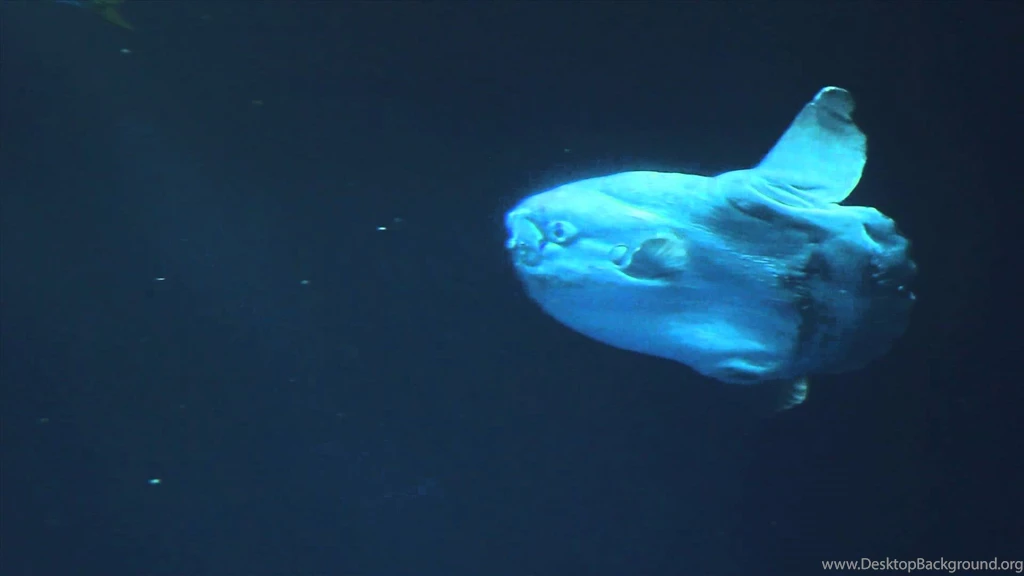 Sunfish At Monterey Bay Aquarium   YouTube