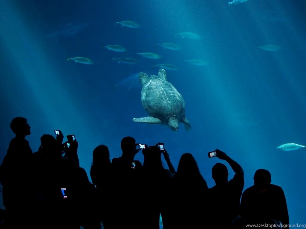 Monterey Bay Aquarium — We Salute You! Of All The Animals That Have...