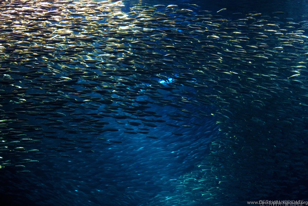 Favorite Places: Monterey Bay Aquarium