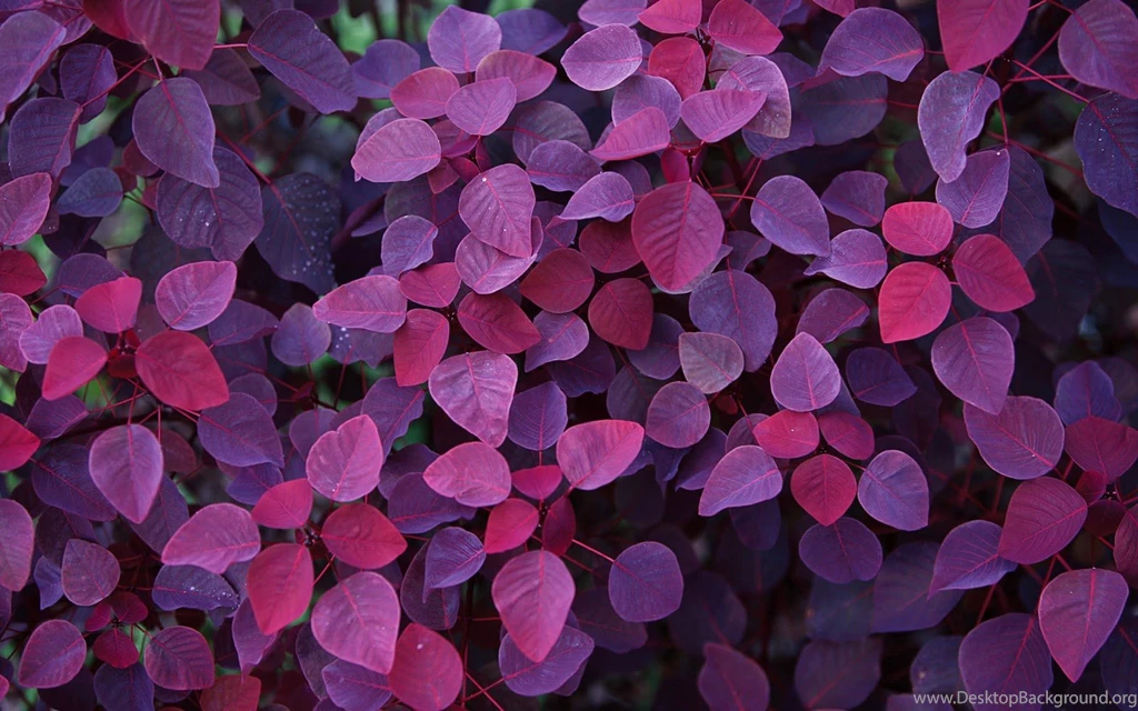 Purple Leaves Purple Backgrounds Wallpapers