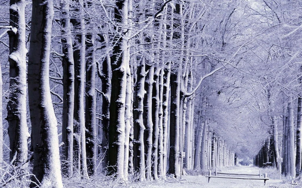 Snow Trees Backgrounds Wallpapers 92716
