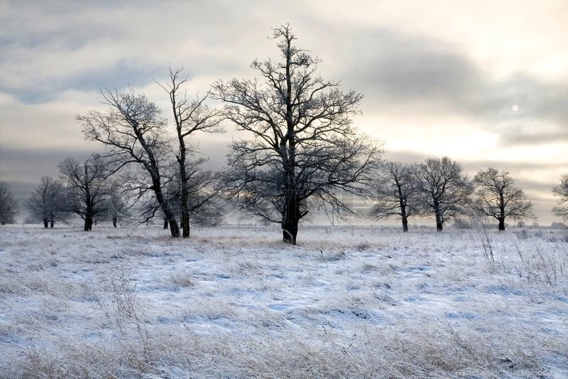 Winter Landscape, A Field Covered With Snow And Oak Stock Photo