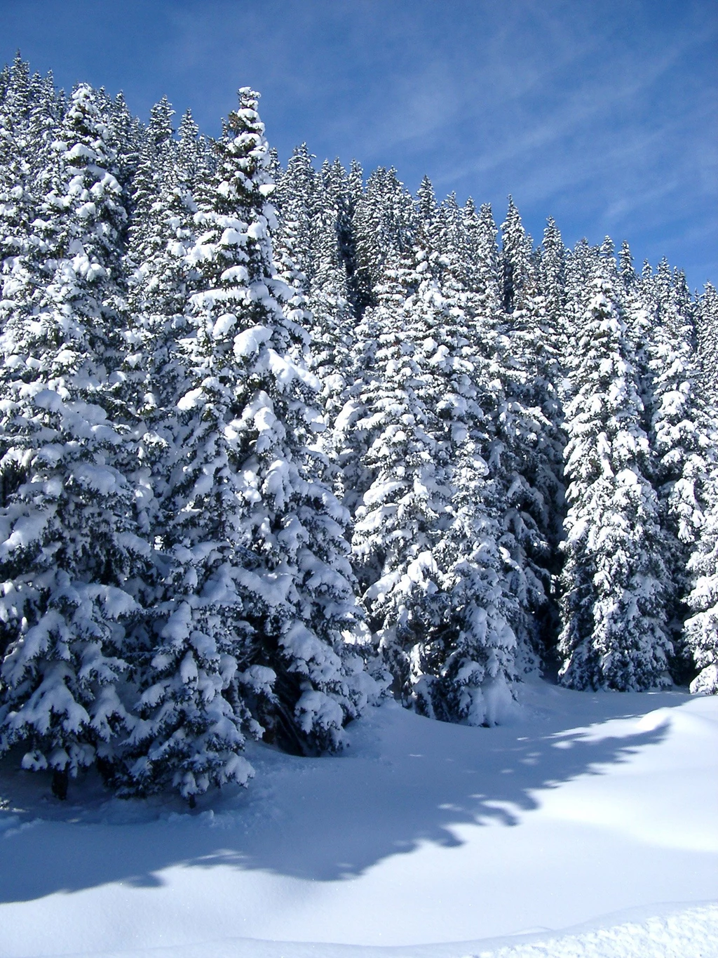 Free Stock Photo Of Ice Snow Covering Pine Trees