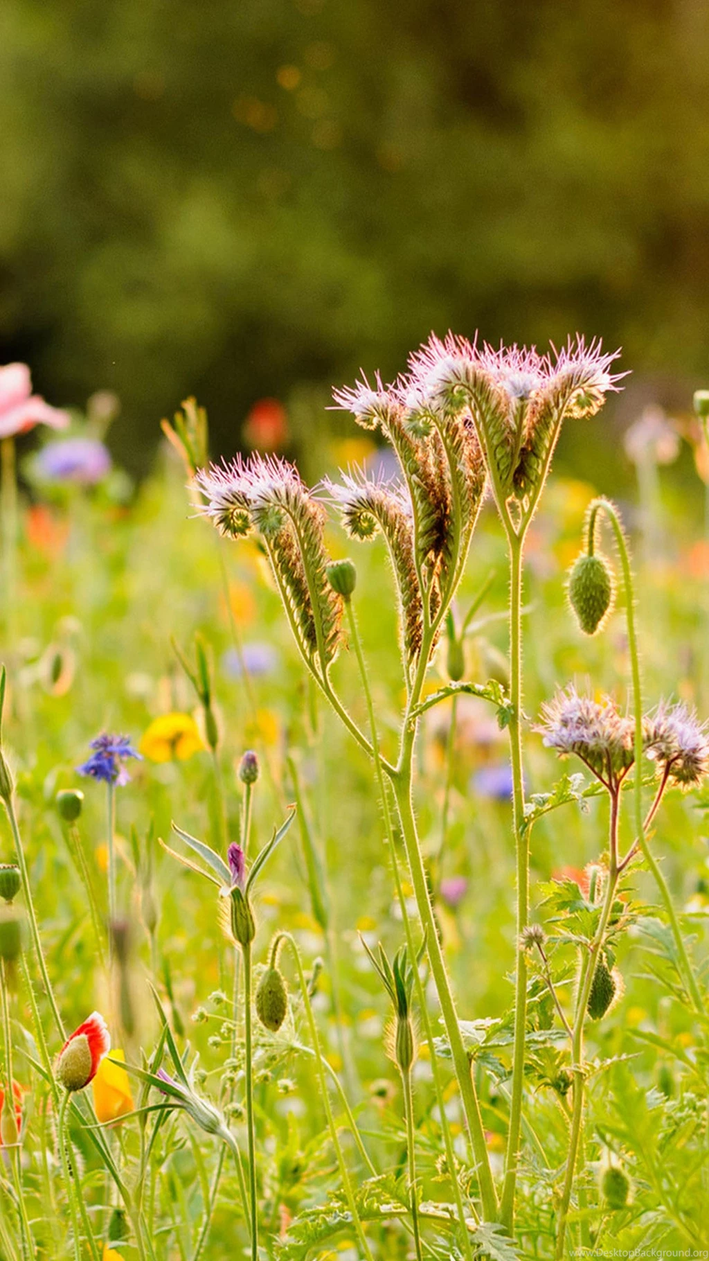 Weed iPhone Wallpapers For – Iphonewallpaperhd.org