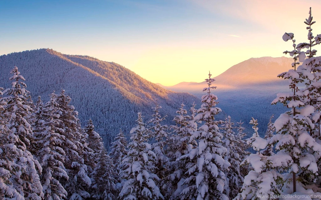 Snowy Trees Wallpapers