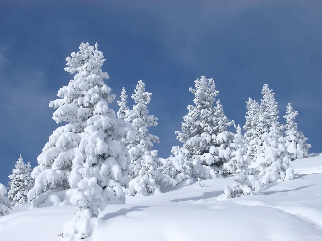 Free Stock Photo Of Fir Trees Covered With Snow