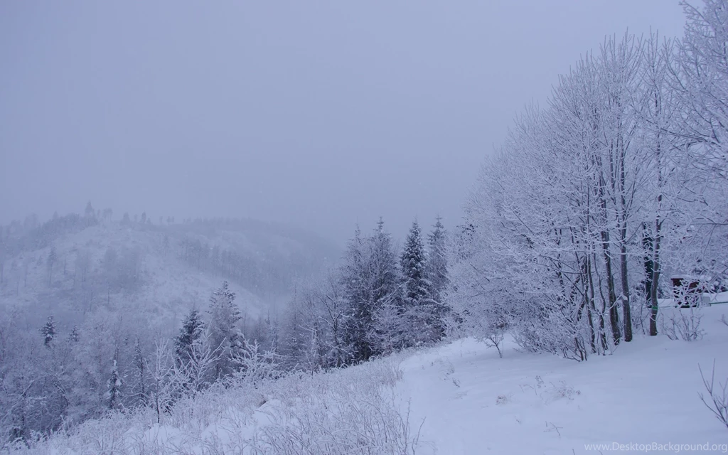 Winter Forest Trees Snow Landscape Wallpapers