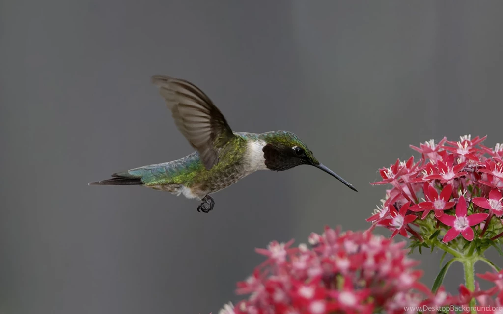 200 Hummingbird HD Wallpapers