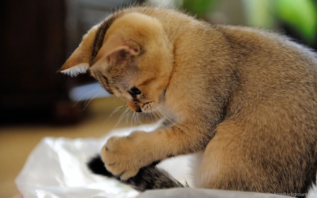 Cats Funny Images Free Wallpapers