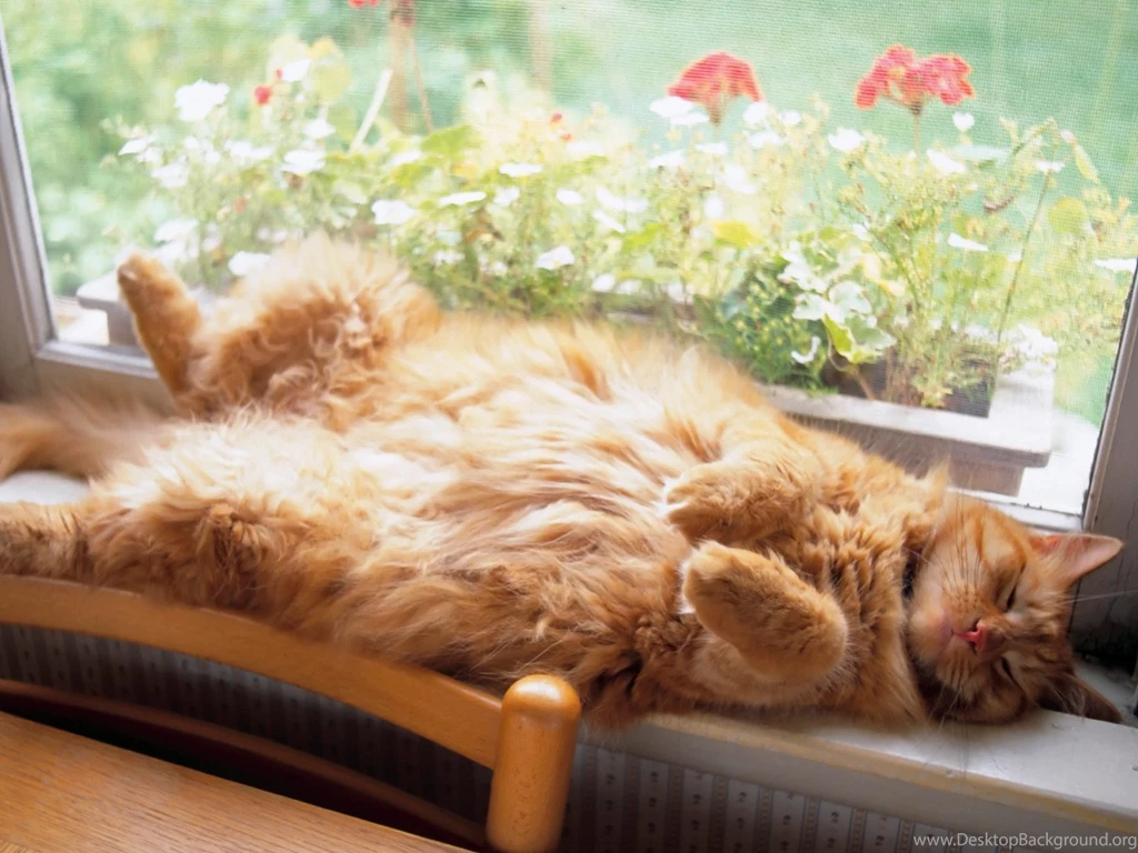 Funny Pictures Of Cats Sleeping HD Wallpapers Pretty
