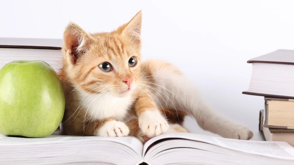 Beautiful Funny Cats Hd Wallpapers Welcome To TrueHDWallpapers.com