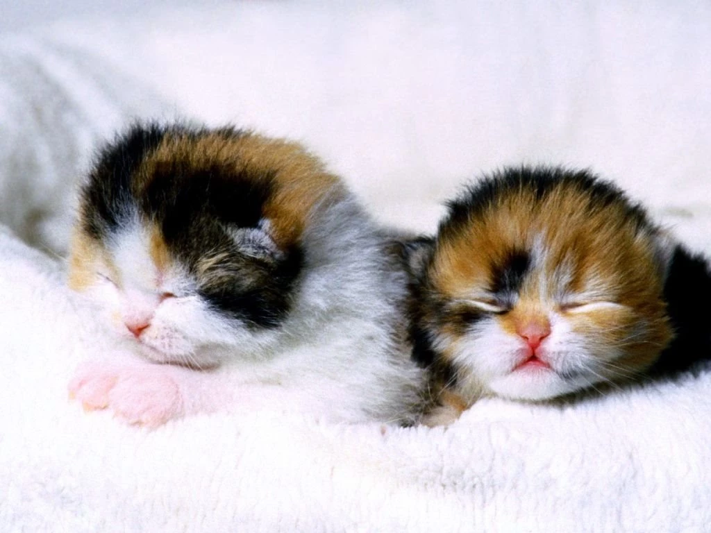 Funny Baby Cats 9 Hd Wallpapers Funnypicture.org