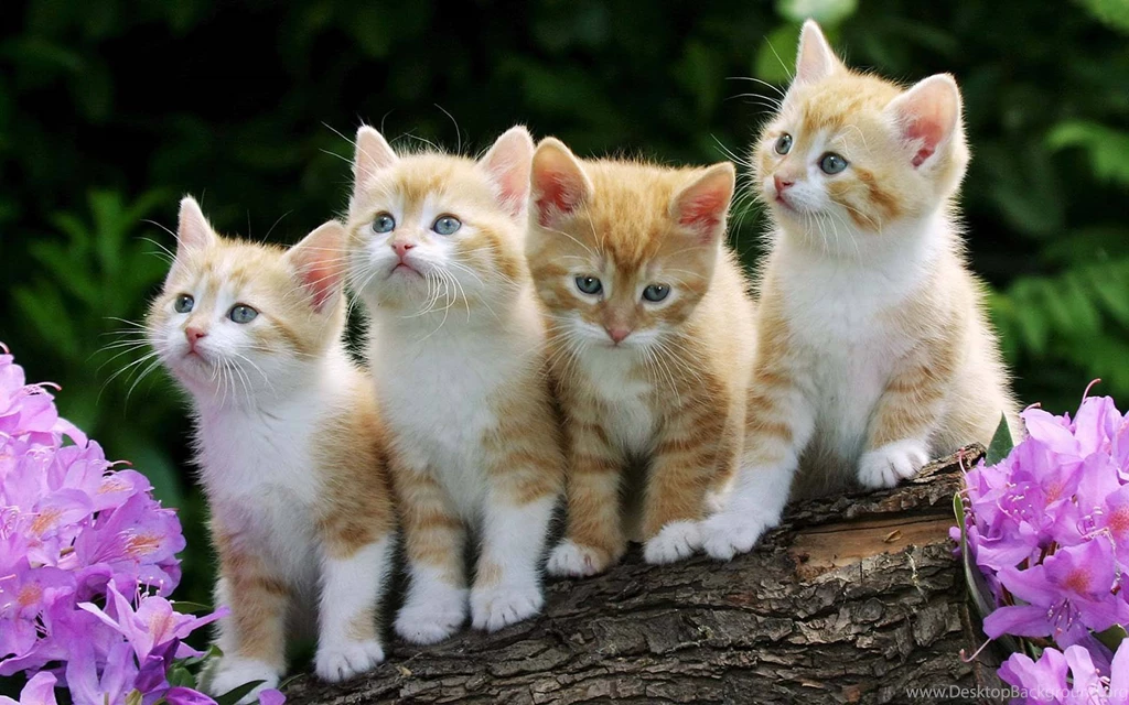 Four Funny Cats Wallpapers Cats Wallpapers