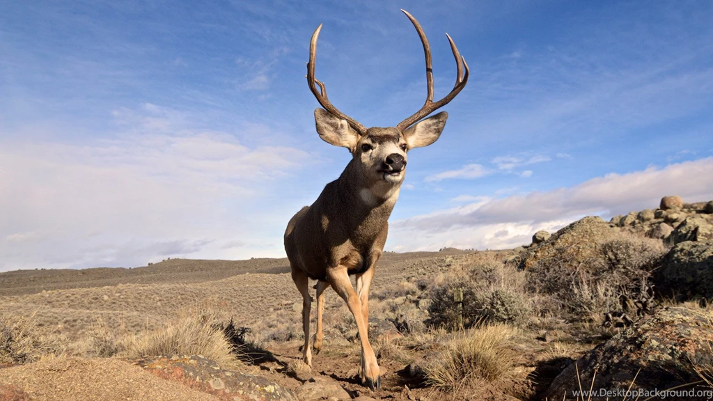 Slideshow: Ancient Mule Deer Journey Surprises Scientists ...