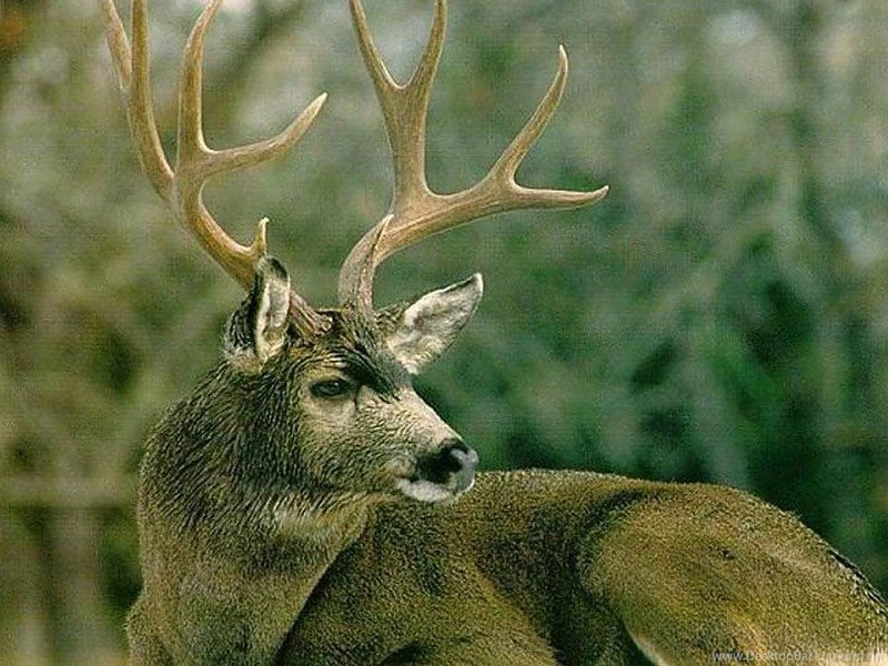 Mule Deer Lying Down Free Desktop Backgrounds And Wallpapers