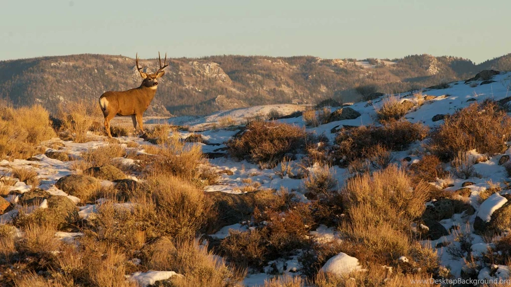 Slideshow: Ancient Mule Deer Journey Surprises Scientists ...