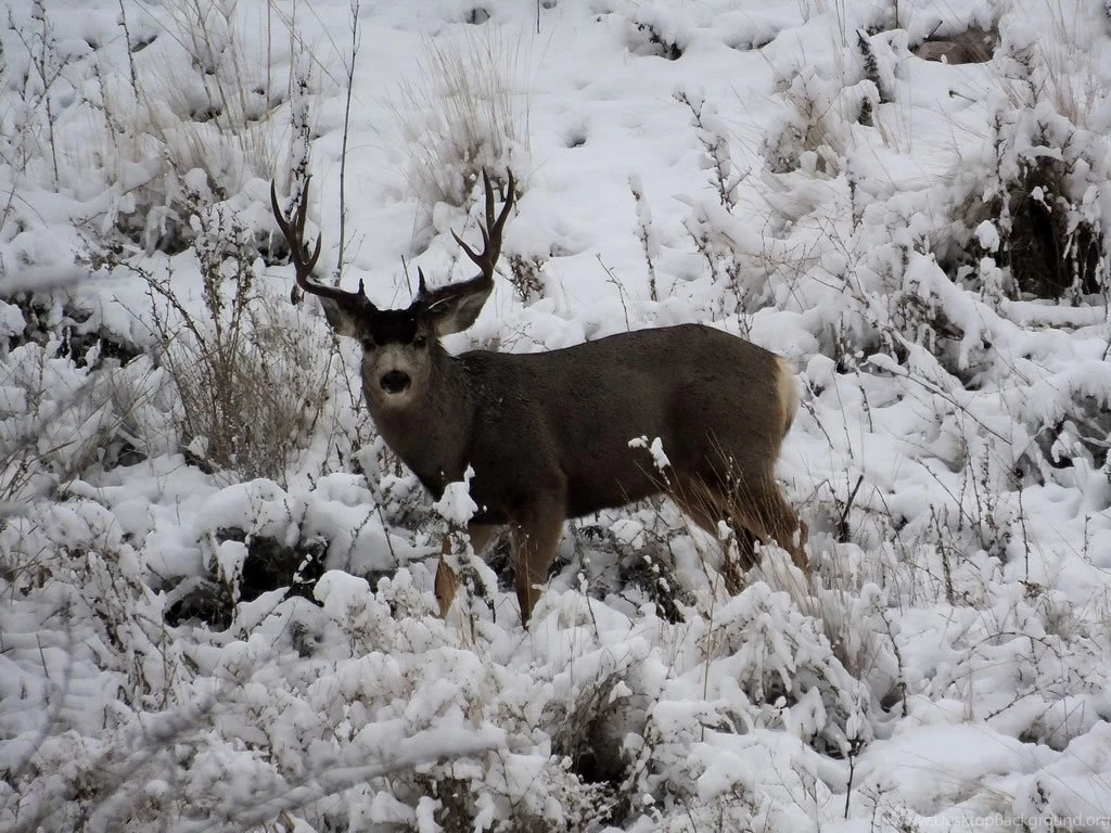 The DIY Hunter   2013 2014 Mule Deer Photos With My FujiFilm ...