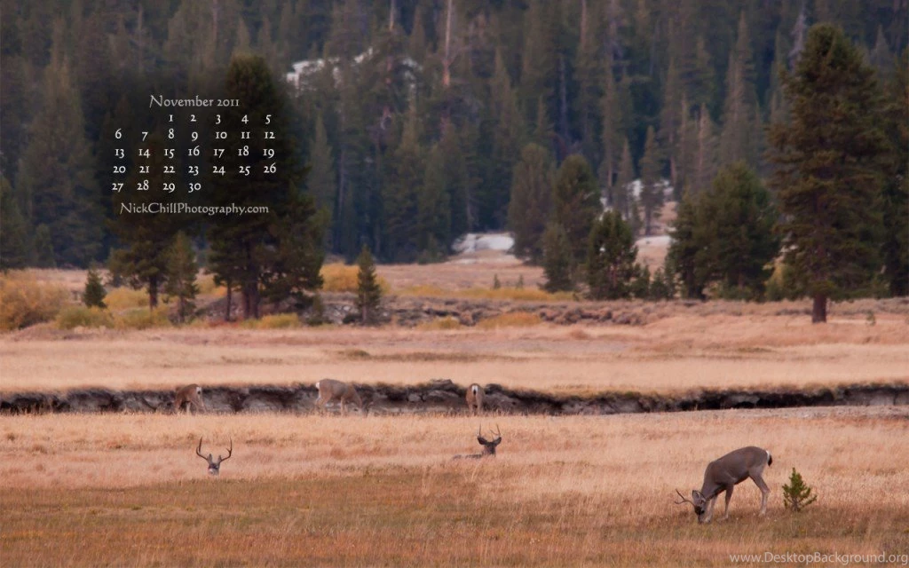 November Free Desktop Wallpapers Calendar