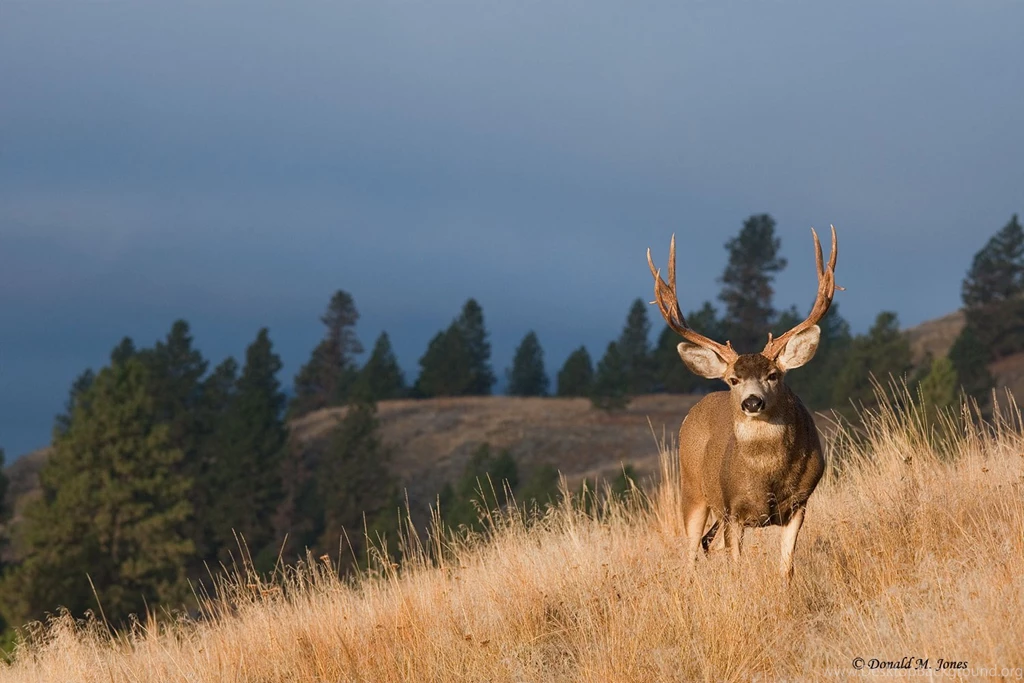 Mule Deer Background Images Desktop Background