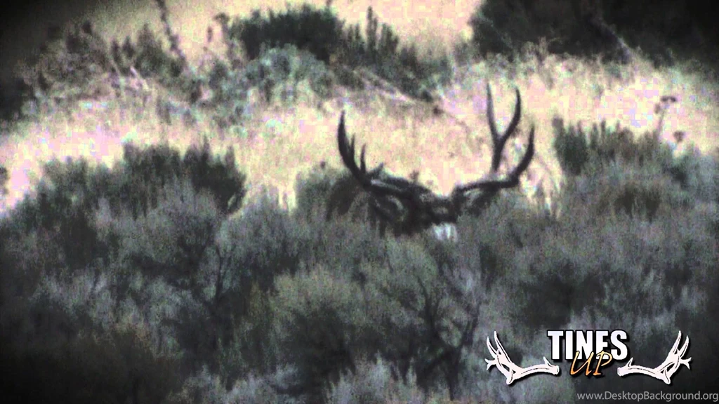 Tines Up Tuesday Episode 16: Big 200 Inch Mule Deer In Rut! Mule ...
