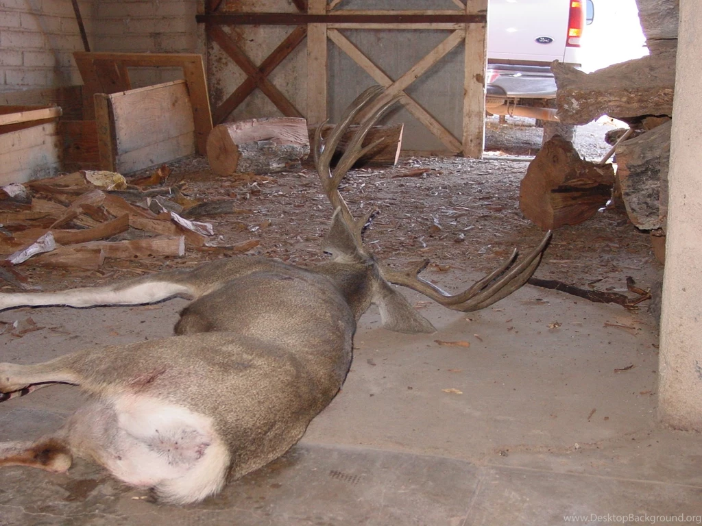 Mule Deer 2004 Mexico