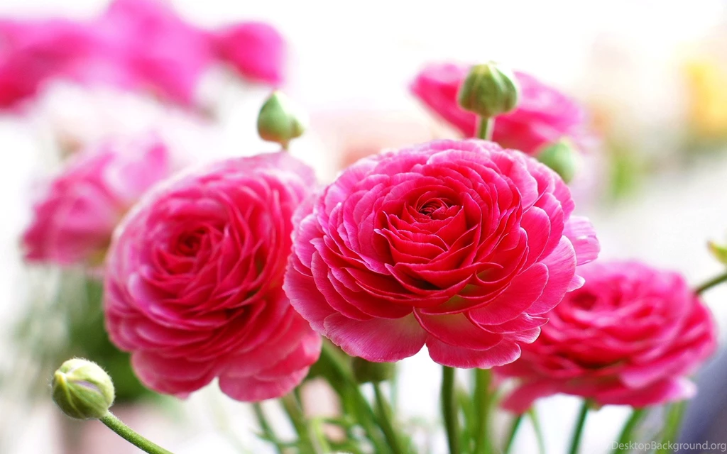 Pink Rose Wallpapers High Quality