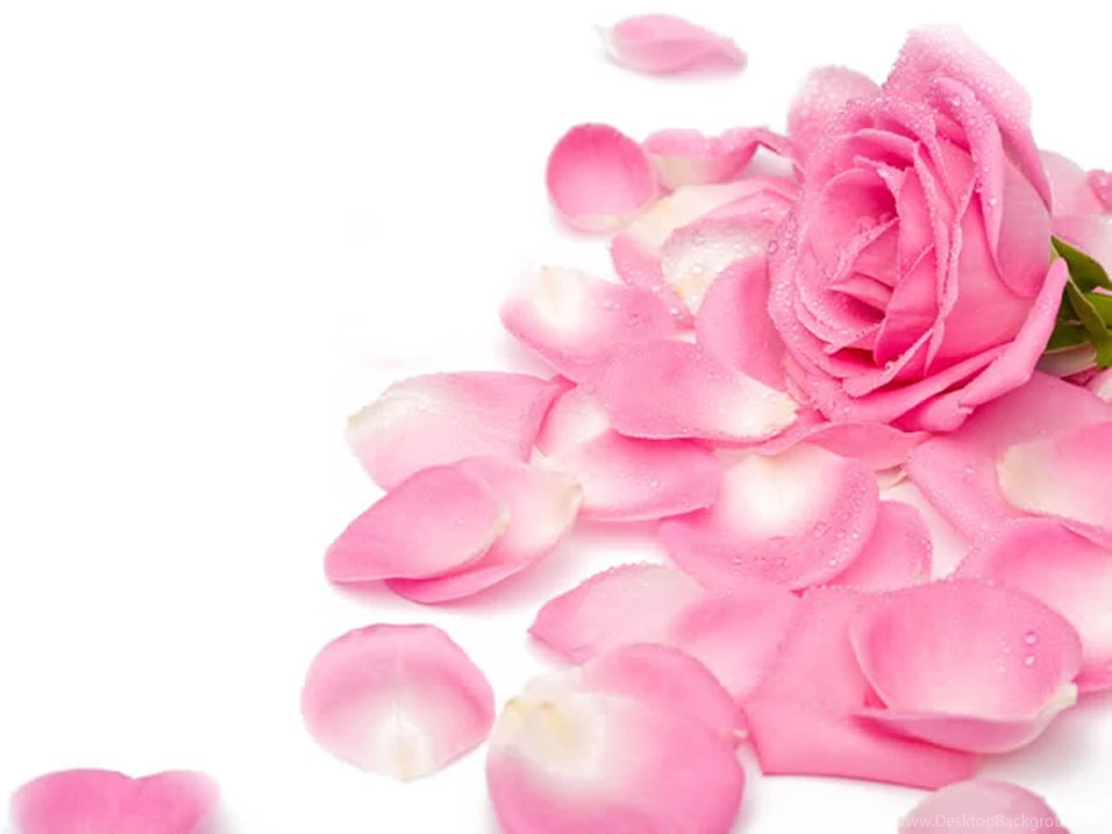 HD Wallpapers 1080p Pink Rose Petals 3.jpg