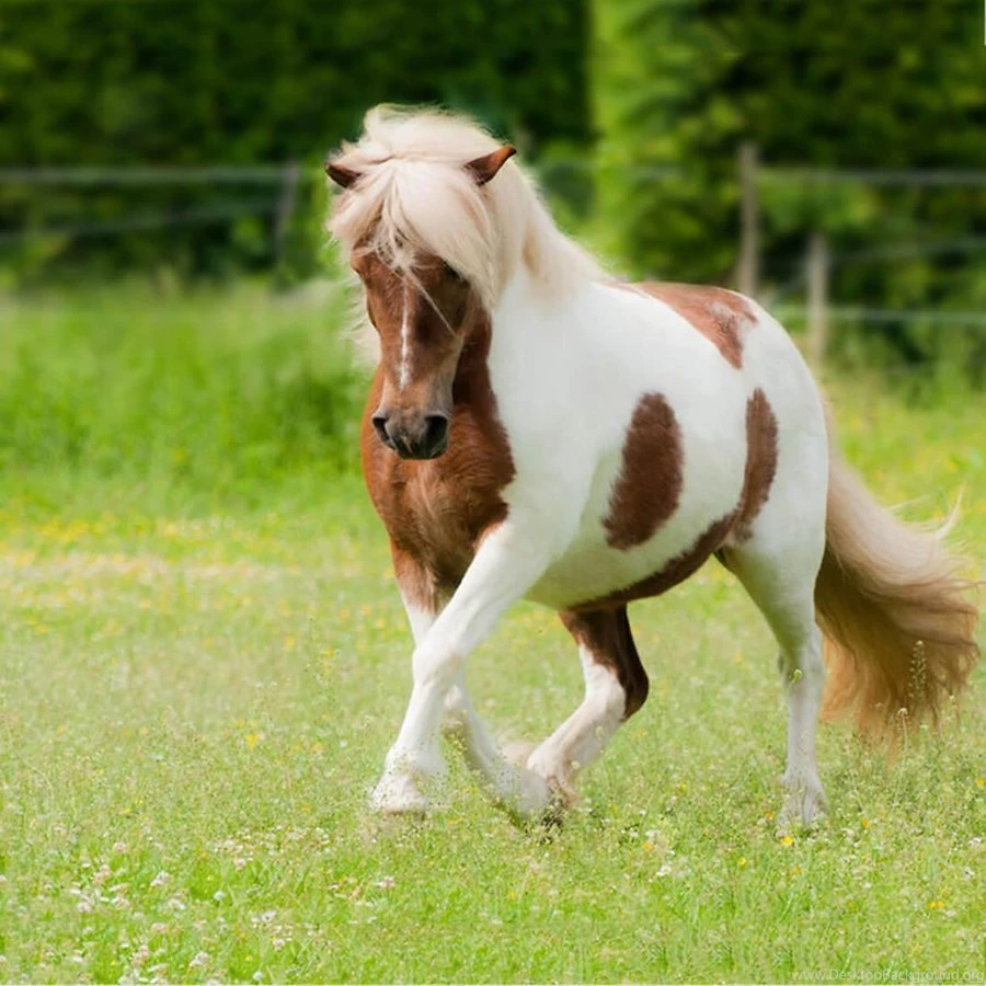 Pony Horse Live Wallpapers   Android Apps And Tests   AndroidPIT
